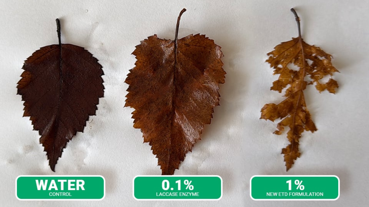 ETD_Birch_BlogPostArticleImage1200x675