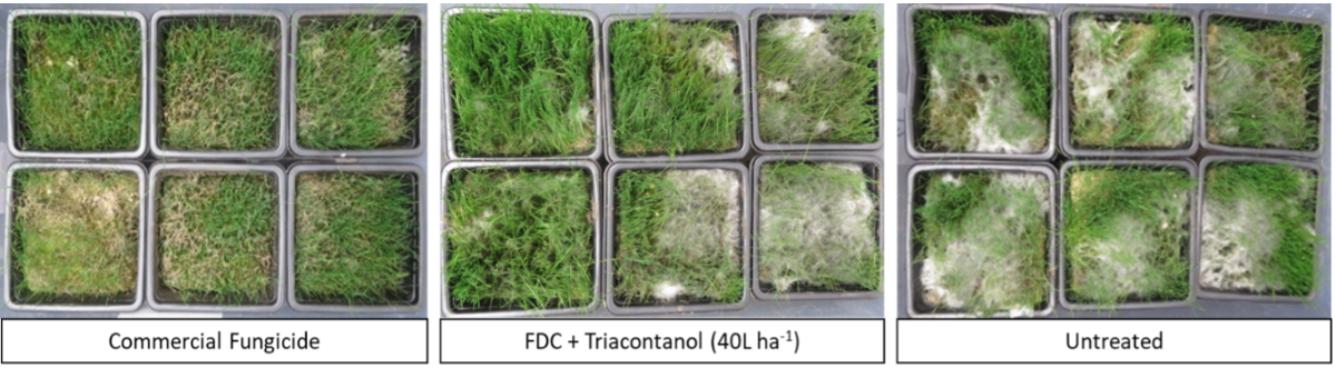 FDCHistory_Fig. 2 Photos taken of each treatment showing mycelium coverage FDCTriacontanol_BlogPostArticleImage1200x675-1