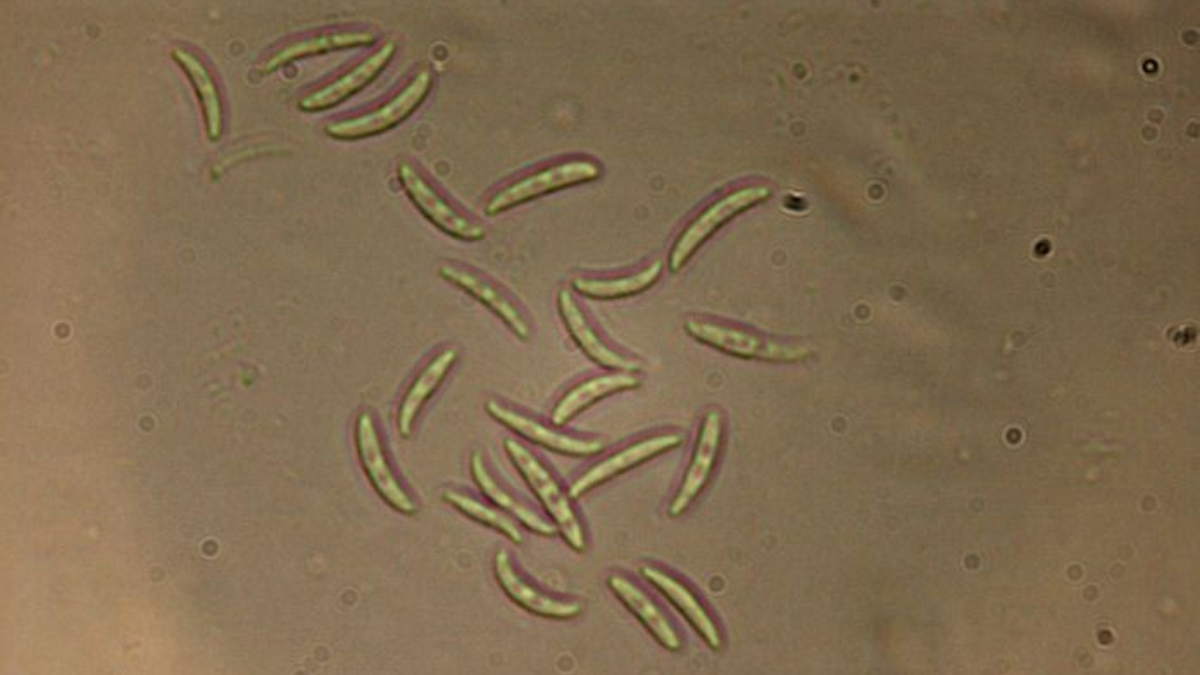 FDCHistory_Microdochium nivale_BlogPostArticleImage1200x675