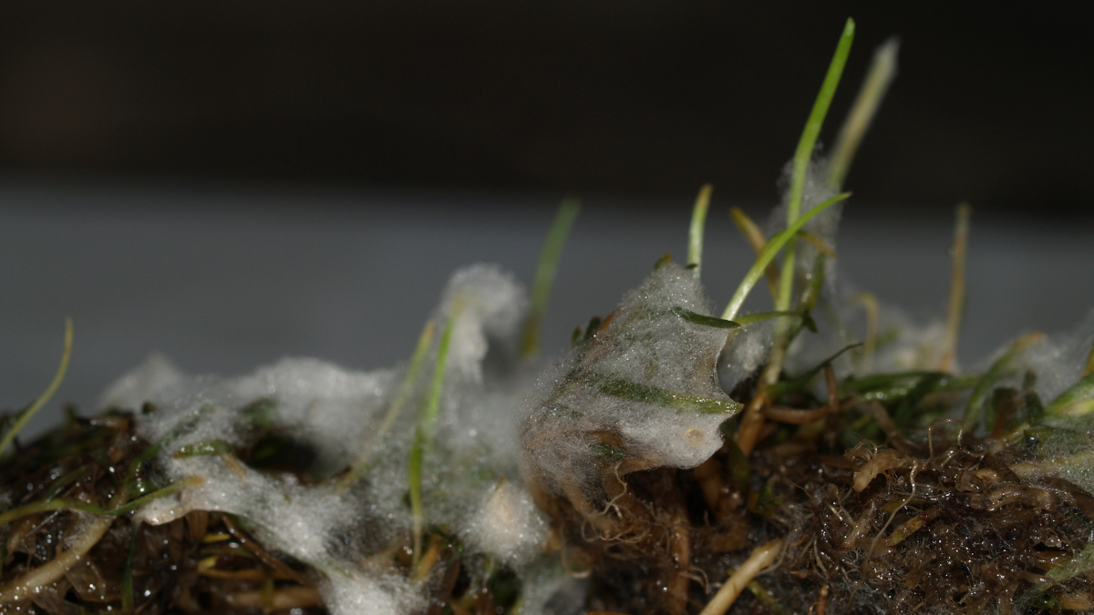 FDCHistory_PC186131_Mycellium_BlogPostArticleImage1200x675