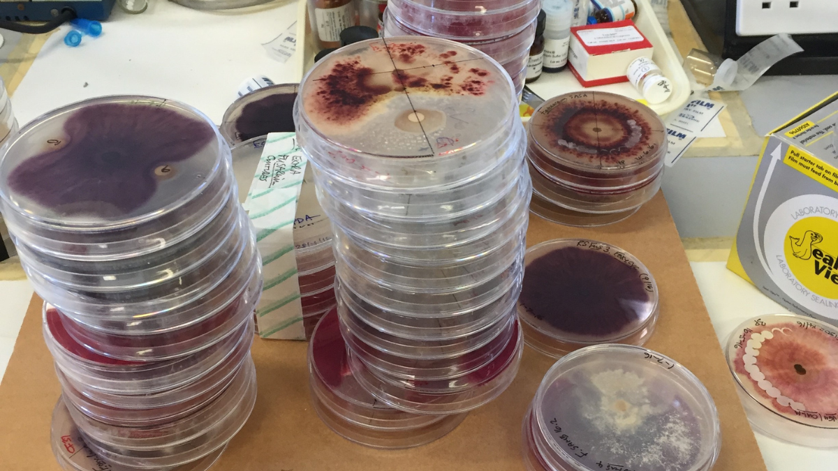 FDCHistory_Petri dishes Queens_BlogPostArticleImage1200x675