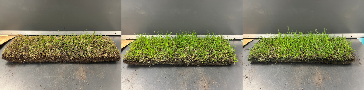 GTP26_Blade Growth_BlgImg1200x675