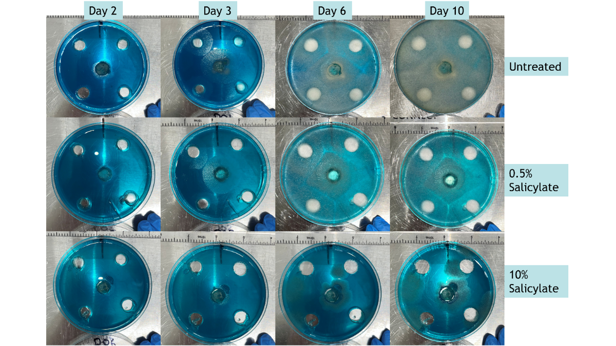 HITAS_Petri_Dish_Trial_1200x675