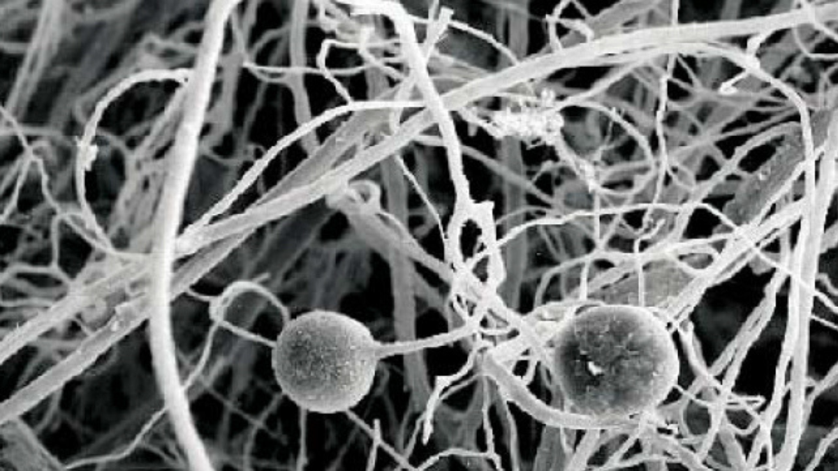 Myc_07shawn-1_BlogPostArticleImage1200x675