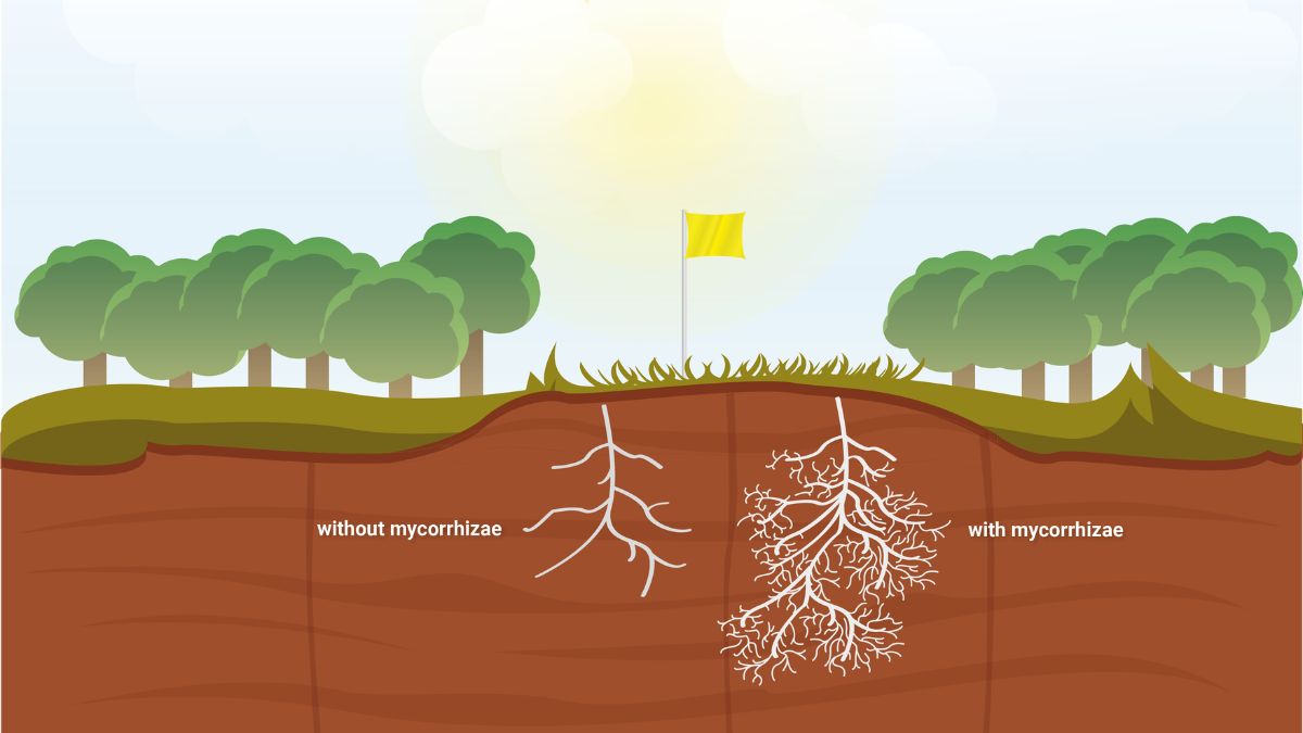 Myc_Benefits_BlogPostArticleImage1200x675