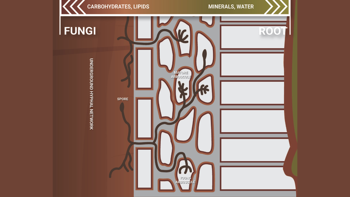 Myc_Root_BlogPostArticleImage1200x675