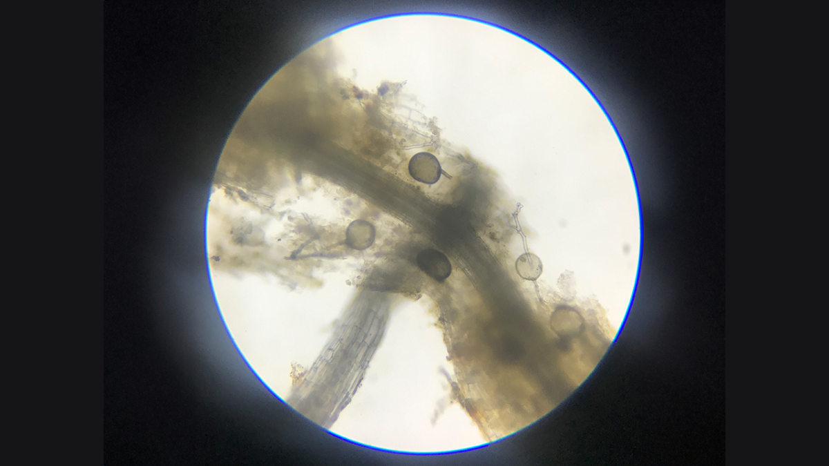 Myc_VAM_BlogPostArticleImage1200x675