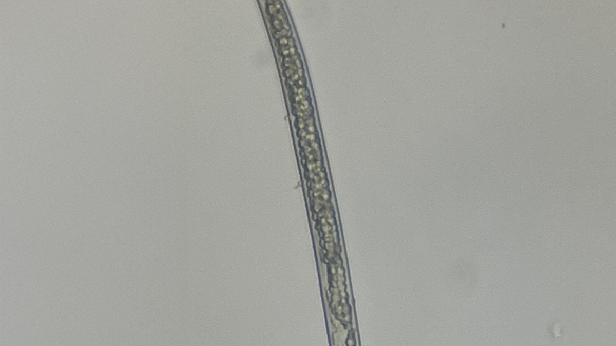 PPN_Juvenile_BlogPostArticleImage1200x675