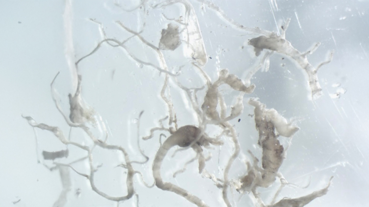 PPN_RootKnot_Galls_BlogPostArticleImage1200x675