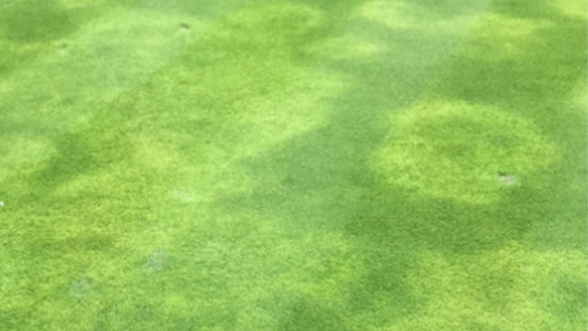 PPN_RootKnot_Sympt_BlogPostArticleImage1200x675