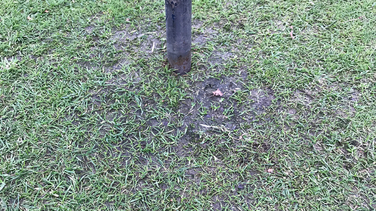 PPN_Thinning_BlogPostArticleImage1200x675