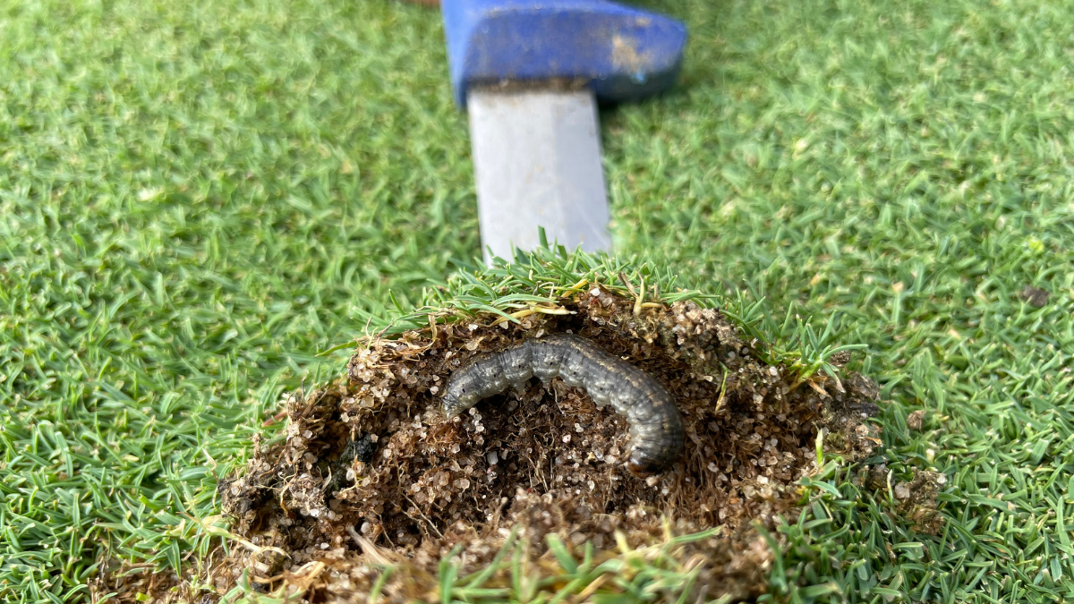 Rot_CutWorm_BlogPostArticleImage1200x675