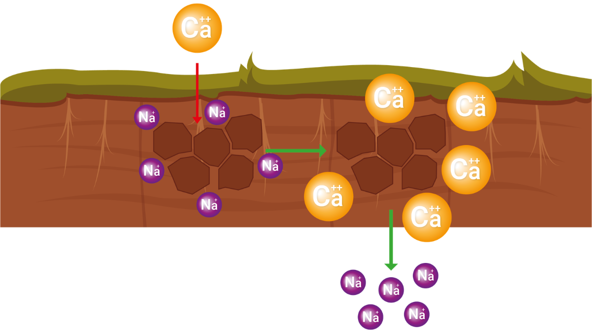 TSF_RoleofCalcium_BlogPostArticleImage1200x675