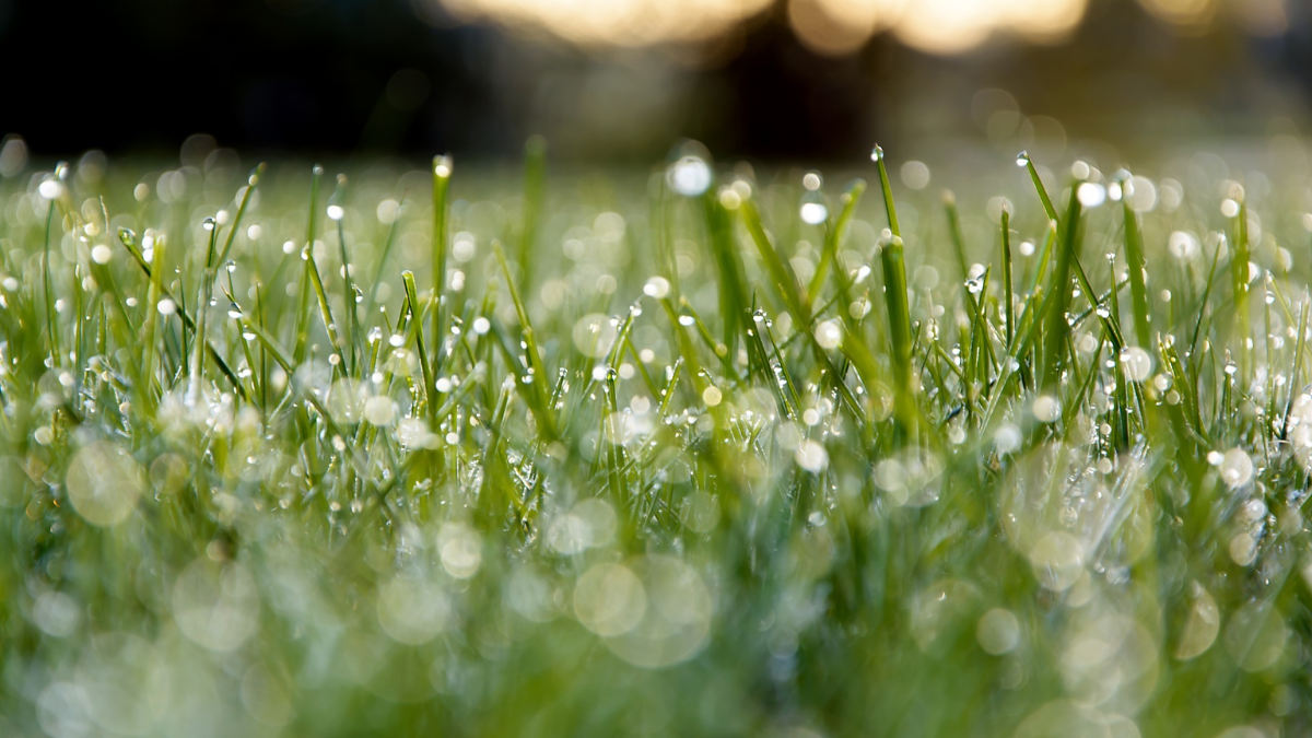 WA_Dew_BlogPostArticleImage1200x675