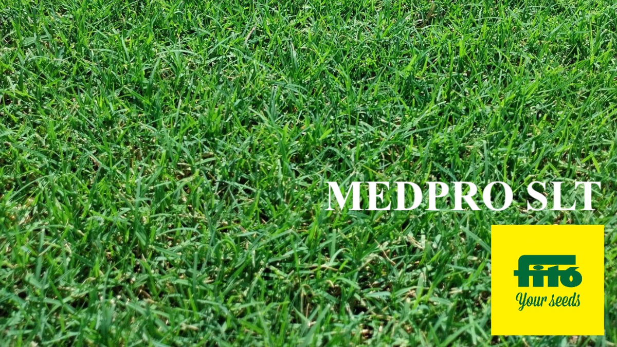 WarmSeason_BermudaMEDPRO_Fito_BlgImg1200x675