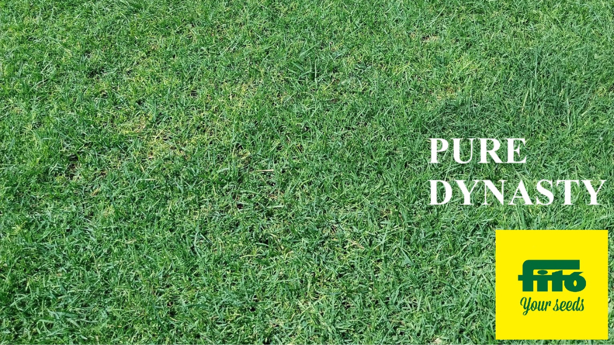 WarmSeason_PureDynastyFito_BlgImg1200x675