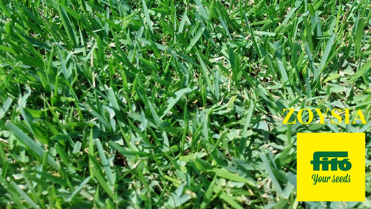 WarmSeason_ZoysiaFito_BlgImg1200x675