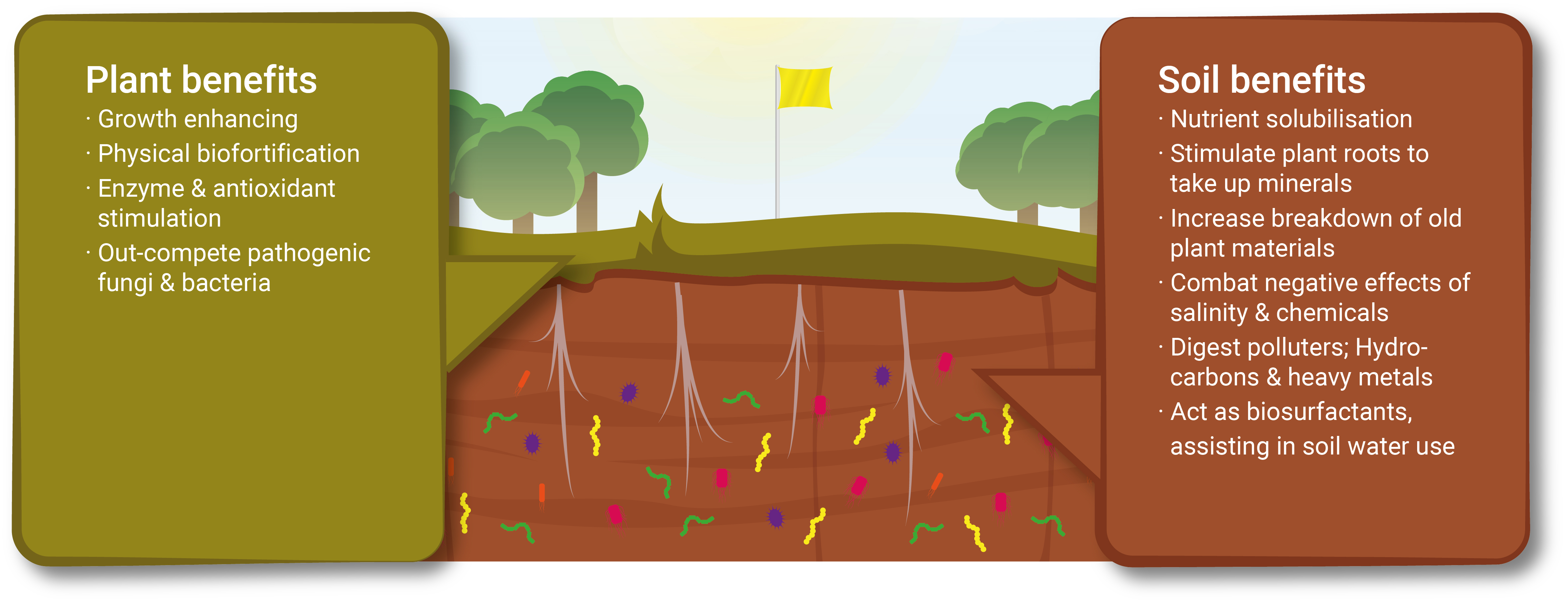 Advantages-Microbes-Plant-Soil